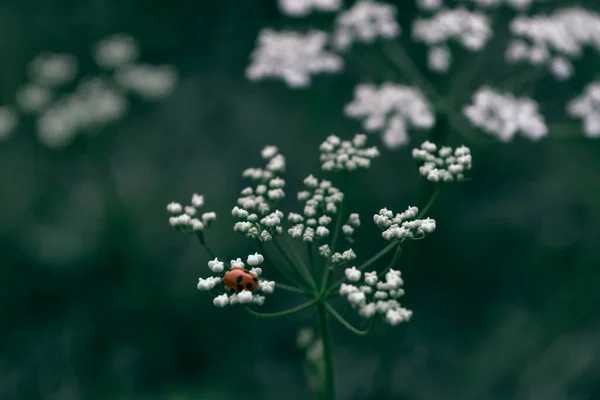 黒い点を持つ赤いカブトムシ 小さなテントウムシは フィールド内の緑の草の間で成長する白い花序の野花に座っています シベリアロシアの自然 — ストック写真