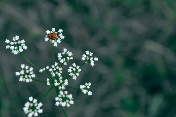 小さな赤いテントウムシは 畑の緑の草の間で成長する白い野の花序に座っています 黒の点でビートル シベリアロシアの自然 — ストック写真