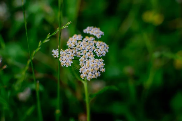 Little White Wildflowers Yarrow Milfoil Herb Grow Field Green Grass — Stock Photo, Image