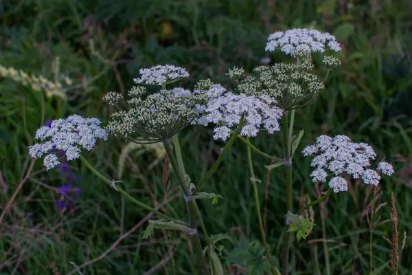 Маленькі Білі Польові Квіти Квіток Ростуть Полі Серед Зеленої Трави — стокове фото