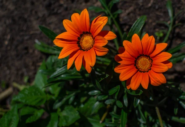 Two bright orange red gazania flowers with yellow center with green leaves grows on flower bed in summer in the garden in light of sun