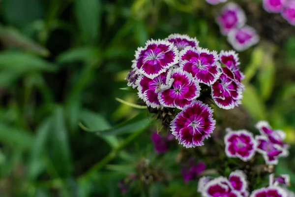 Blanco Rosa Púrpura Flores Clavel Turco Con Hojas Verdes Crecen —  Fotos de Stock