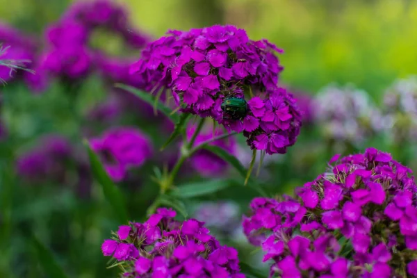 Helder Roze Anjer Bloemen Met Grote Groene Roos Chafer Cetonia — Stockfoto