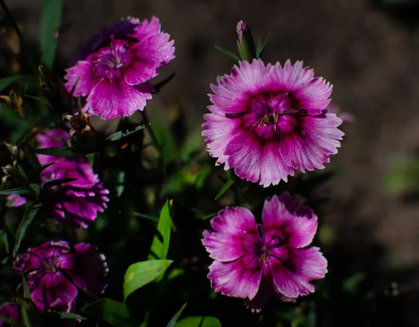 Jasně Růžové Fialové Karafiáty Květiny Zelenými Listy Rostou Květinové Záhonu — Stock fotografie
