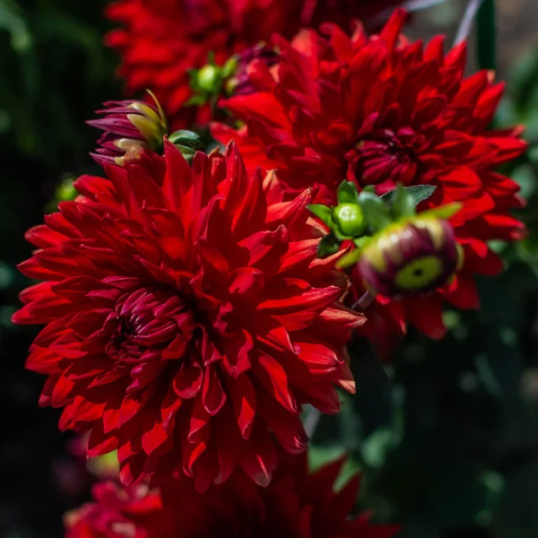 Belle Fleur Dahlia Rouge Vivace Avec Petit Bourgeon Pétales Pointus — Photo