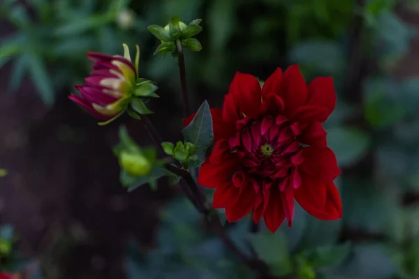 Bimbók Gyönyörű Évelő Piros Dália Virágok Éles Szirmok Egy Spirálban — Stock Fotó