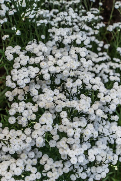 庭に花弁 緑の葉と茎を持つジプシーの小さな白い花を持つ日当たりの良いフィールド — ストック写真