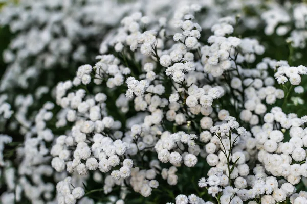 庭に花弁 緑色の葉と茎を持つジプシーの多くの小さな白い花 — ストック写真