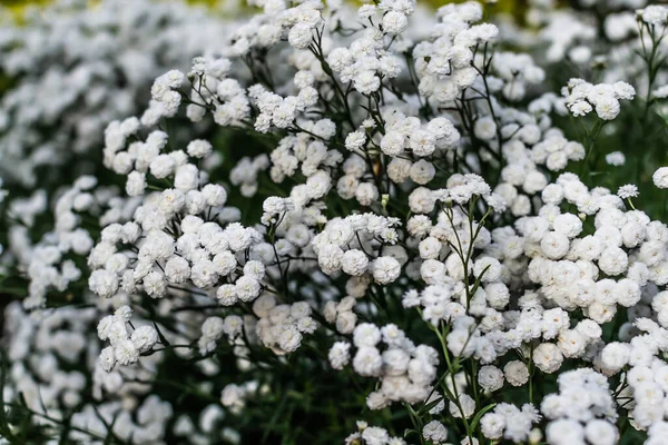 花束のための小さな白い花 庭に花弁 緑の葉や茎を持つジプシー — ストック写真