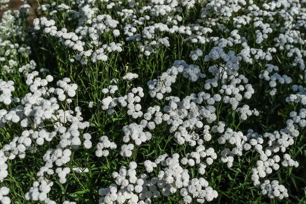 庭に緑色の葉と茎を持つ花弁を持つジプシーの小さな白い花をフィールドに 太陽の光 — ストック写真