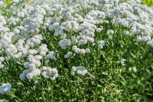 庭の緑の葉と茎を持つ花弁を持つジプシーの小さな白い花フィールドで — ストック写真