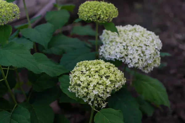 Grote Ronde Arborescens Weelderige Witte Hortensia Bloemen Groene Struik Met — Stockfoto