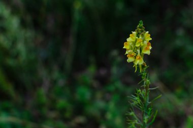 Yeşil otların arasında Linaria vulgaris 'in parlak sarı turuncu çiçeği. Yaz bitkisi