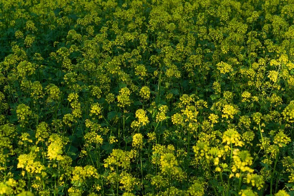 Fält Med Ljusa Gula Senapsblommor Med Gröna Blad Och Stjälkar — Stockfoto