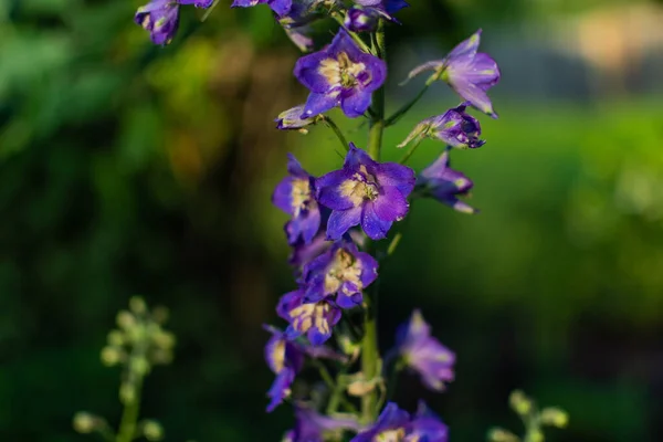 Ljusblå Lila Delfinblommor Med Ljusgul Mitt Solig Grön Sommarträdgård — Stockfoto