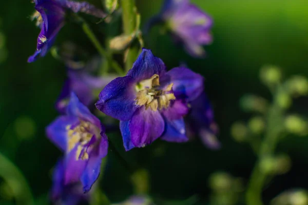 Ljust Lila Blå Delfinblommor Med Ljusgul Mitt Solig Grön Sommarträdgård — Stockfoto