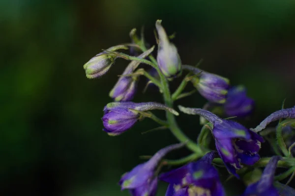 Knopen Van Helderblauwe Paarse Delphinium Bloemen Groene Stengel Het Licht — Stockfoto