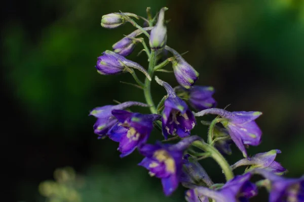 Knopen Van Blauwe Paarse Heldere Delphinium Bloemen Groene Stengel Het — Stockfoto