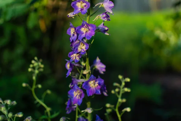 太陽の光の下で緑色の茎に薄黄色の中心を持つ青紫色の明るいデルフィニウムの花の芽 夏の庭 — ストック写真