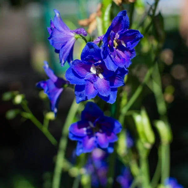 Ljusblå Lila Rosa Delfinblommor Solljus Grön Sommarträdgård — Stockfoto