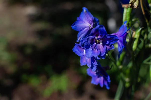 Flores Delfinio Azul Púrpura Brillante Con Centro Amarillo Claro Jardín — Foto de Stock