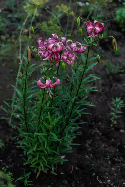 艳丽的粉红花朵的小布什百合 花瓣卷曲 花园绿叶的茎上生长着红色的大雌鸟 田间夏季植物 — 图库照片