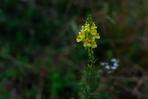 Turuncu Merkezli Linaria Vulgaris Parlak Sarı Çiçeği Yaz Bitkisi Yeşil — Stok fotoğraf