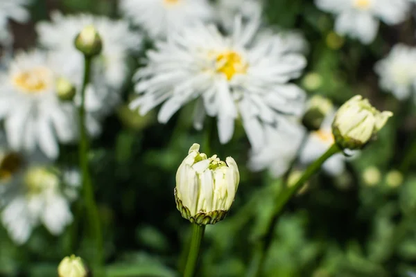 Brotes Flores Blancas Leucantemo Con Centro Amarillo Hojas Verdes Crece —  Fotos de Stock