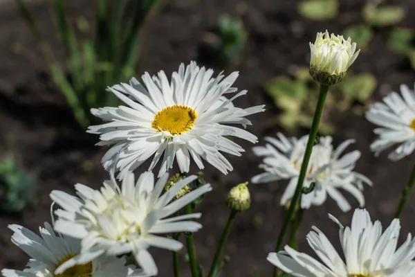 Flores Blancas Leucantemo Con Centro Amarillo Hojas Verdes Crece Jardín —  Fotos de Stock