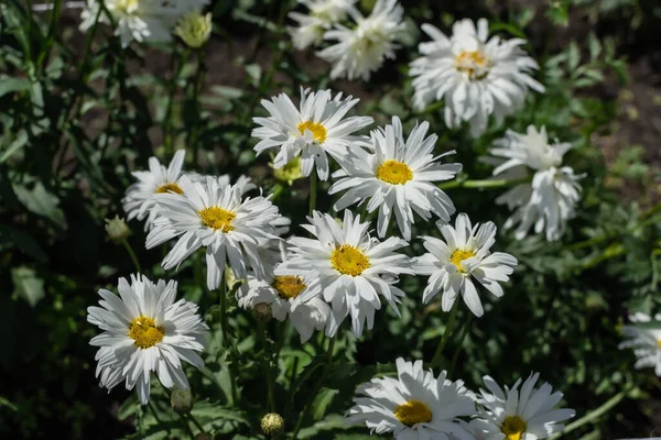 Flores Blancas Leucantemo Con Centro Amarillo Hojas Verdes Crece Macizos —  Fotos de Stock