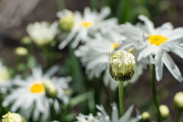 Onrijpe Knop Van Witte Bloemen Leucanthemum Met Geel Centrum Groene — Stockfoto