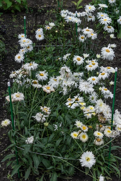Lecho Flores Con Flores Blancas Leucantemo Con Centro Amarillo Hojas —  Fotos de Stock
