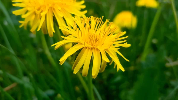 Jasná Květina Načechraná Žlutá Pampeliška Mezi Zelenou Trávou Poli Létě — Stock fotografie