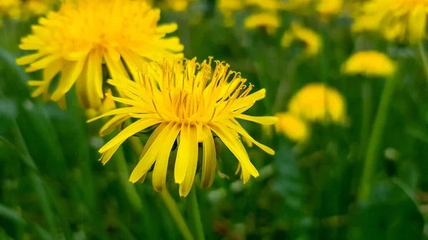 Jasné Květy Načechrané Žluté Pampelišky Mezi Zelenou Trávou Louce Létě — Stock fotografie