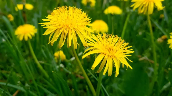 Dvě Zářivé Květy Načechrané Žluté Pampelišky Mezi Zelenou Trávou Poli — Stock fotografie