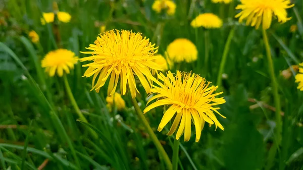 Dos Flores Brillantes Dientes León Amarillo Esponjoso Entre Hierba Verde —  Fotos de Stock