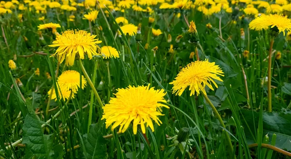 Jasné Květy Nadýchané Žluté Pampelišky Mezi Zelenou Trávou Louce Létě — Stock fotografie