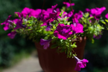 Kırmızı kahverengi tencerede parlak pembe petunya. Güneş ışığında yeşil yapraklı güzel bir çiçek. Yaz bahçesi. Makro