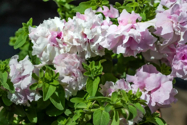 Light pink terry petunia flowers in pot. Pretty beautiful decorative flower with green leaves in light of sun. Summer