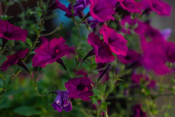 明亮的紫色粉红灯笼 美丽的装饰花 阳光下 夏日花园 — 图库照片
