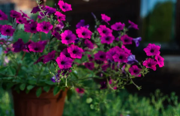 Bright pink purple petunia in red brown hanging pot. Beautiful decorative flower with green leaves in light of sun. Summer garden