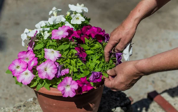 Work with bright pink white petunia in red pot. Hands in decorative flowers with green leaves in light of sun. Summer