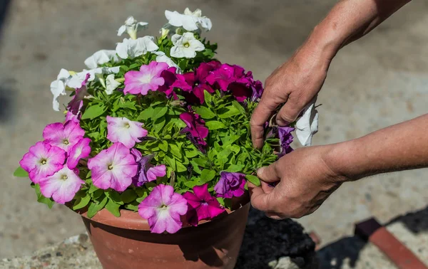 Kırmızı tencerede parlak pembe petunya ile çalış. Dekoratif çiçeklerdeki eller ve güneş ışığında yeşil yapraklar. Yaz
