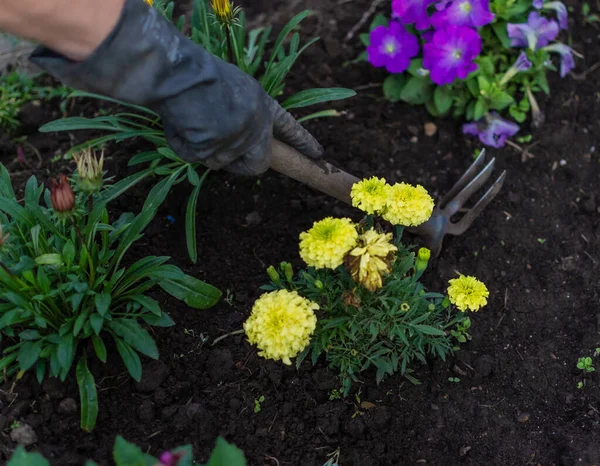 Work with bright yellow flowers in a garden bed. Weeding ground from grass. Hands of a man in dirty gloves