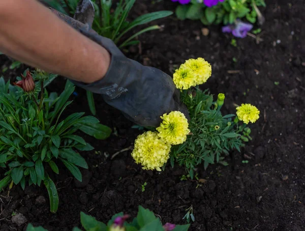 Work with bright flowers in a garden bed. Weeding the earth from the grass. Hands of a man in dirty gloves