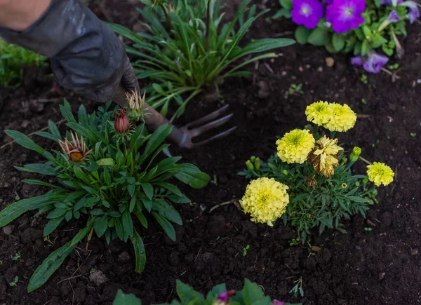 Work with bright yellow flowers in a garden bed. Weeding the ground from the grass. Hands of a man in dirty gloves