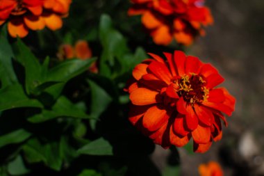 Parlak kırmızı turuncu çiçek tagetes patula yeşil yapraklı çiçek tarlasında yetişir yaz güneşinde