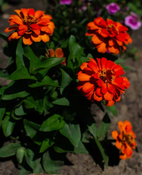 Bright red orange flowers tagetes patula with green foliage grows on flower bed in garden in summer light of sun