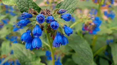 Yeşil yapraklı, güzel mavi çiçek tomurcukları. Otlar çayırlarda, yaz tarlalarında yetişir.