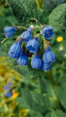 Yeşil yapraklı küçük mavi çiçekler yaz güneşinde bahçede çiçek tarhında yetişir.